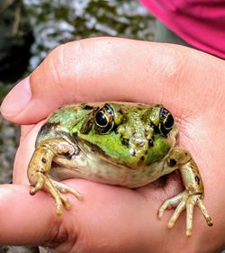 Close-up of hand holding crab