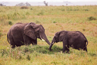 Elephant with cub on a field