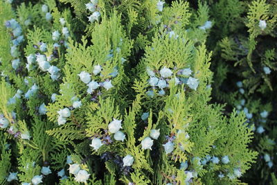 Close-up of white flowering plants