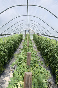 Plants growing in greenhouse