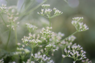 Close-up of white flowering plant