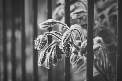 Close up of plant behind fence