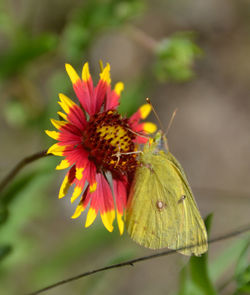 Close-up of butterfly pollinating on flower