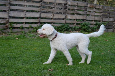 White dog on field