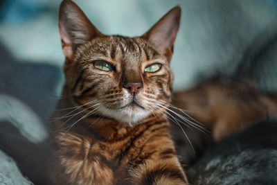 Close-up portrait of a cat