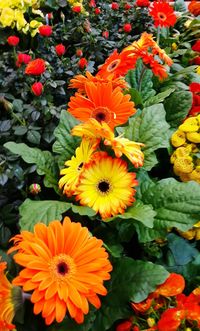 Close-up of orange flowers blooming outdoors