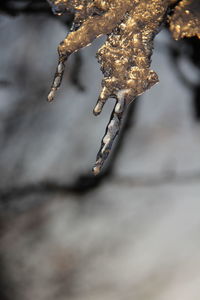 Close-up of ice on wood