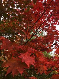 Maple tree in autumn