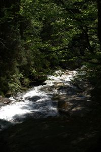 Scenic view of waterfall in forest