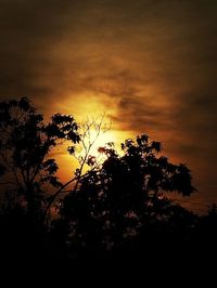 Silhouette of trees at sunset