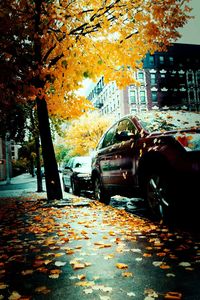 Autumn leaves on street in city