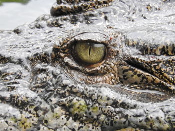 Close-up of crocodile