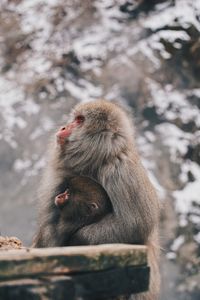 Monkey sitting on rock