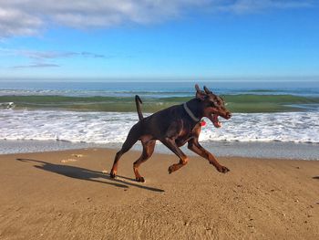 Dog running on beach against sky