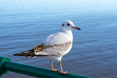 Seagull perching on railing