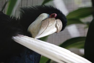 Close-up of bird perching outdoors