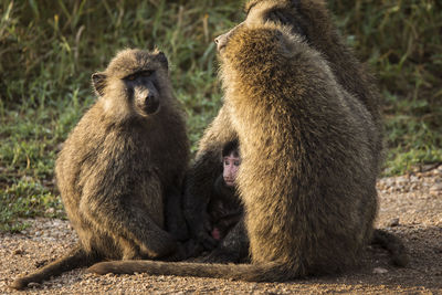 Monkeys sitting outdoors