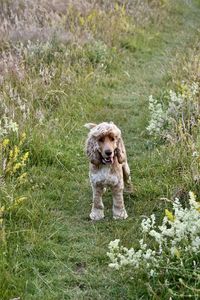Dog  on field - cocker spaniel