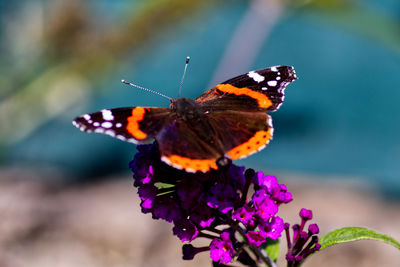 Close-up of red admiral butterfly pollinating on purple flower