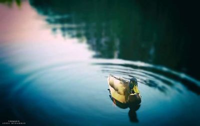 Close-up of duck swimming in water