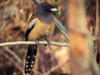 Close-up of rufous treepie bird perching on branch