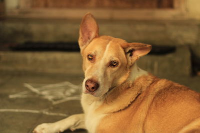 Close-up portrait of a dog