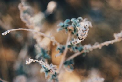 Close-up of frost on plant during winter