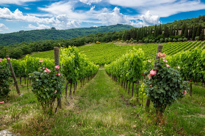 Scenic view of vineyard against sky