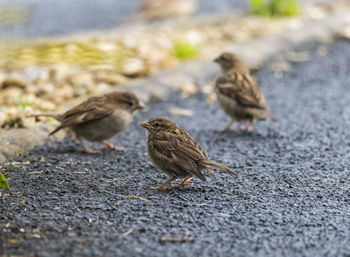 Close-up of birds perching on footpath