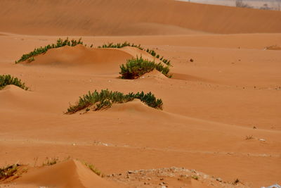 Scenic view of desert