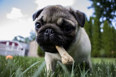 Close-up of dog