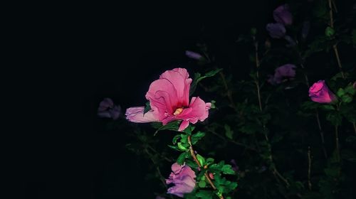 Close-up of pink flower