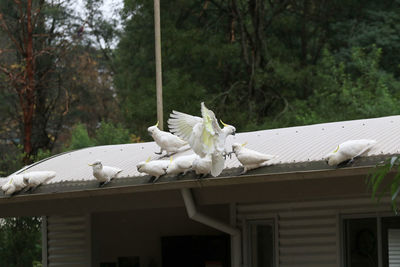 Low angle view of cockatoos on roof