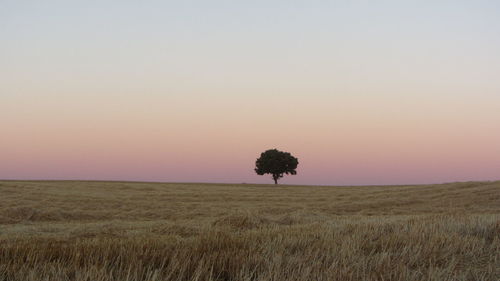 Scenic view of field against clear sky at sunset