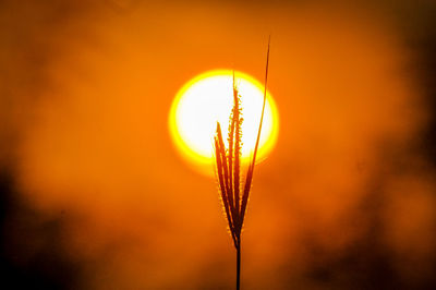 Close-up of silhouette plant against orange sunset sky