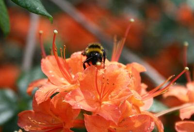 Close-up of bee pollinating on flower