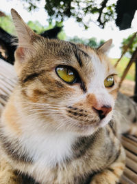 Close-up portrait of a cat