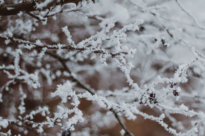 Close-up of frozen tree during winter