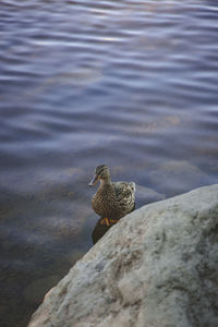 Bird perching on rock by lake