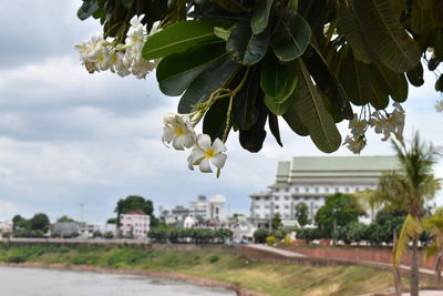 Close-up of flowering plant against building