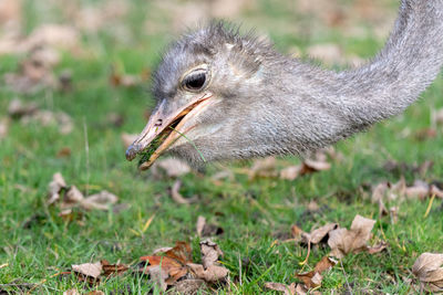 Head shot of an ostrich eating grass