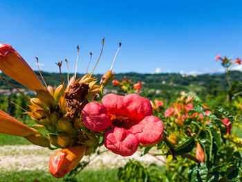 Close-up of pink flowering plants on field