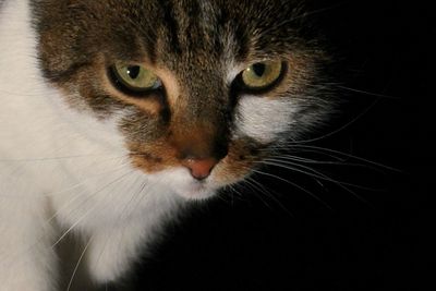 Close-up portrait of cat