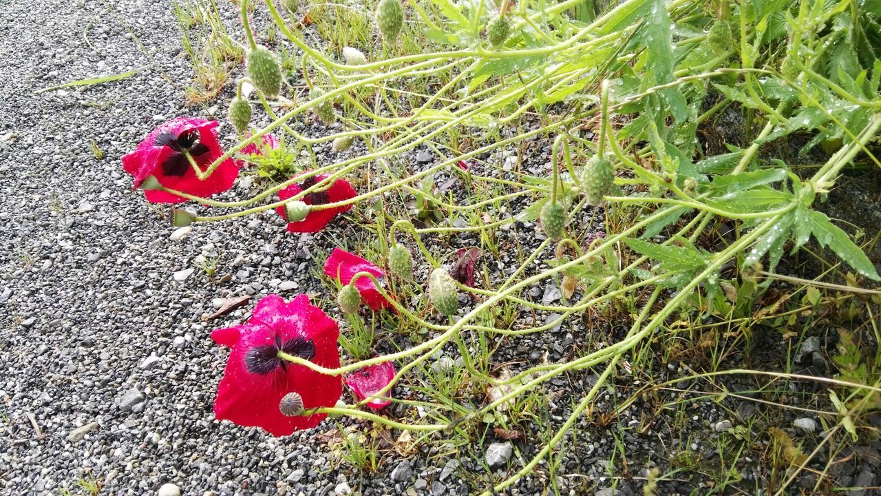 red, high angle view, leaf, flower, growth, plant, nature, fragility, freshness, grass, season, beauty in nature, field, day, autumn, close-up, petal, change, outdoors, no people