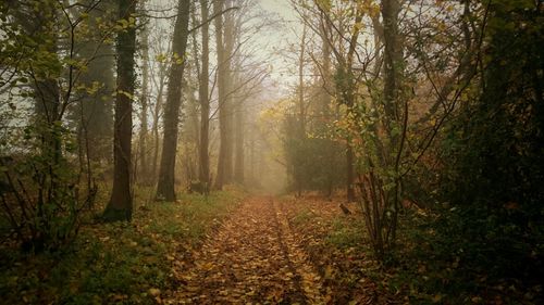 Scenic view of forest