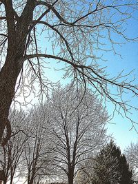 Low angle view of bare trees against sky