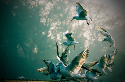 Close-up of bird flying over water