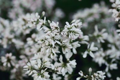 Close-up of white flowering plant