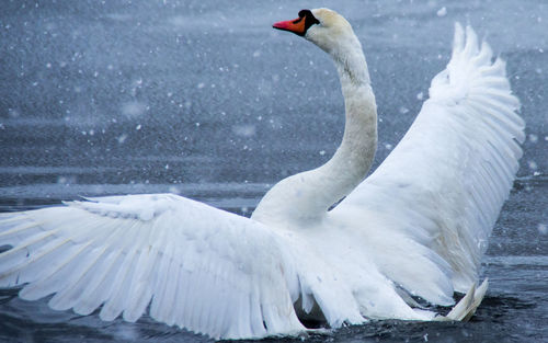 Close-up of swan swimming in lake