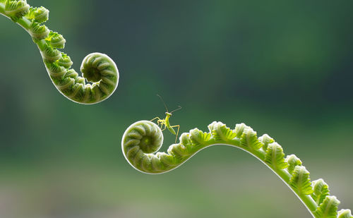 Close-up of fern leaf